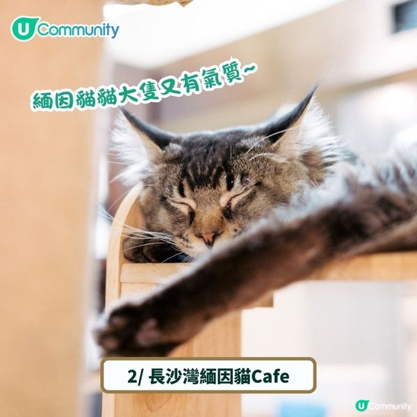 全港4間超治癒貓Cafe💕社群送喵星人「好物試用組合」