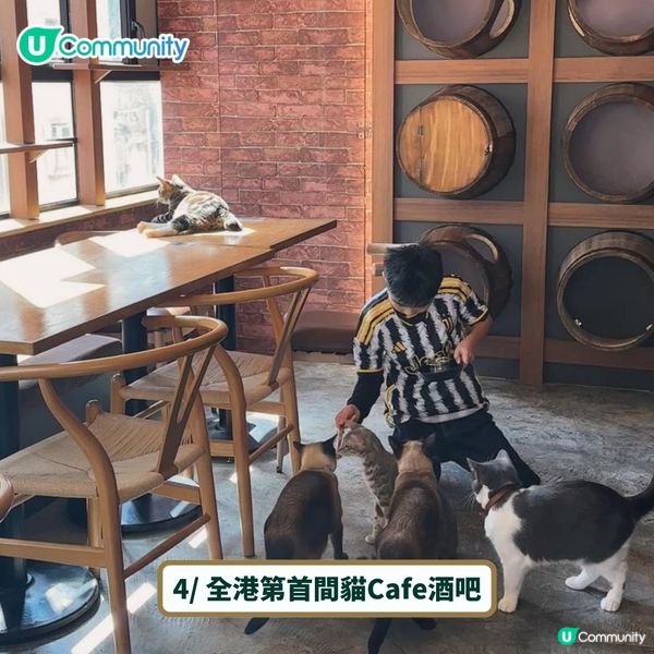 全港4間超治癒貓Cafe💕社群送喵星人「好物試用組合」