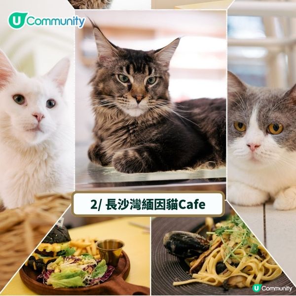 全港4間超治癒貓Cafe💕社群送喵星人「好物試用組合」