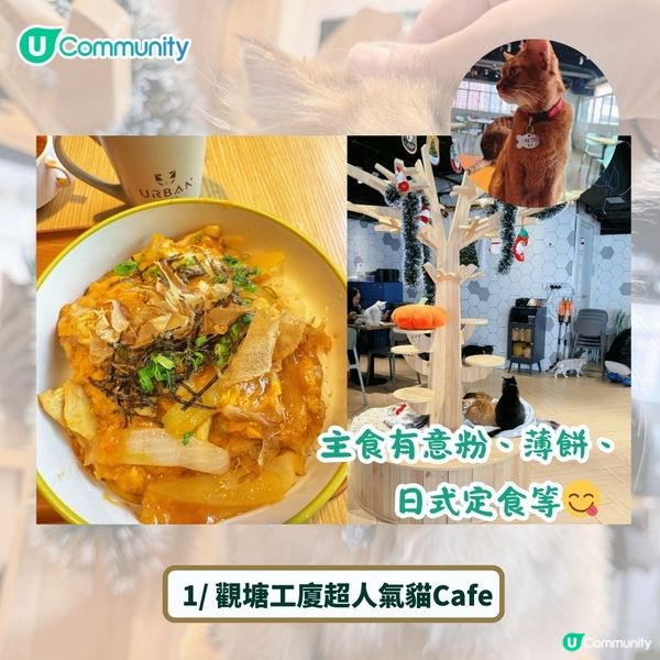 全港4間超治癒貓Cafe💕社群送喵星人「好物試用組合」