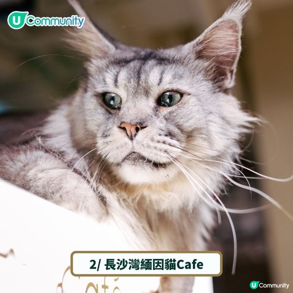 全港4間超治癒貓Cafe💕社群送喵星人「好物試用組合」