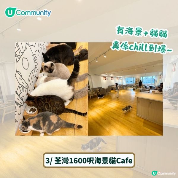 全港4間超治癒貓Cafe💕社群送喵星人「好物試用組合」