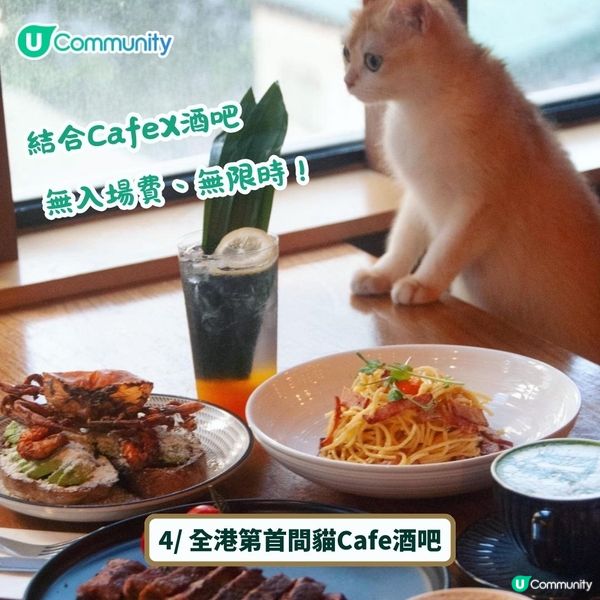 全港4間超治癒貓Cafe💕社群送喵星人「好物試用組合」