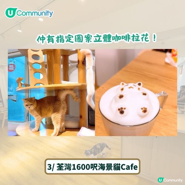 全港4間超治癒貓Cafe💕社群送喵星人「好物試用組合」