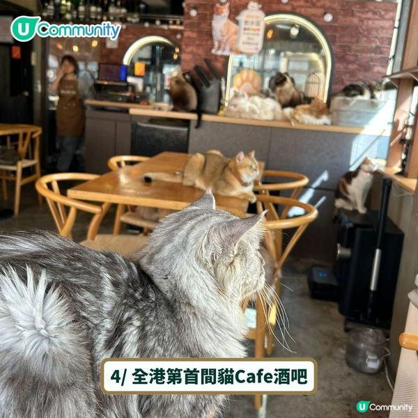 全港4間超治癒貓Cafe💕社群送喵星人「好物試用組合」