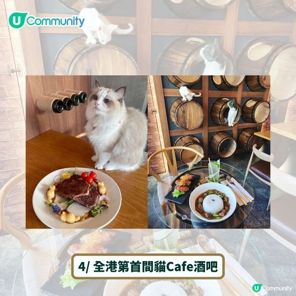 全港4間超治癒貓Cafe💕社群送喵星人「好物試用組合」