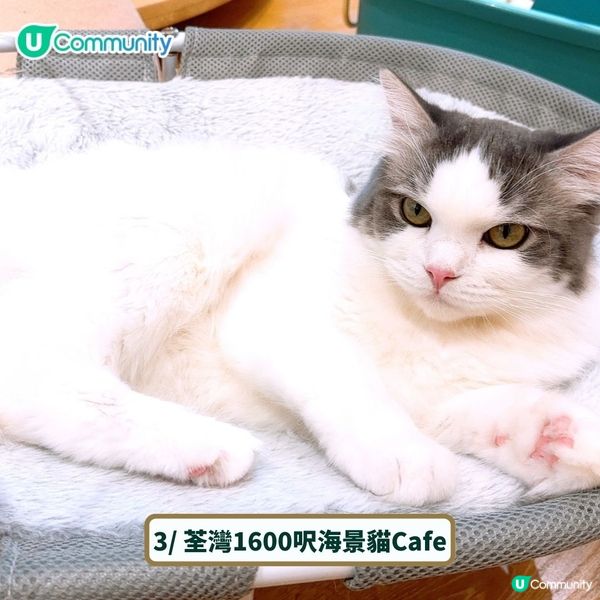 全港4間超治癒貓Cafe💕社群送喵星人「好物試用組合」