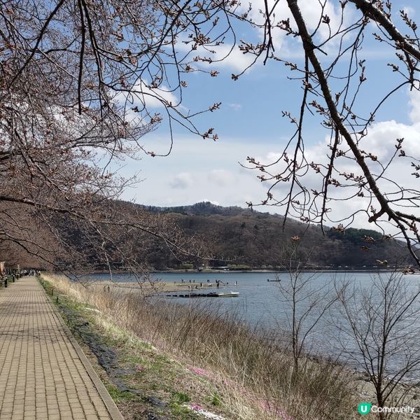 ## 富士山腳下打卡聖地🔥山中湖美景靚到爆🤩💜