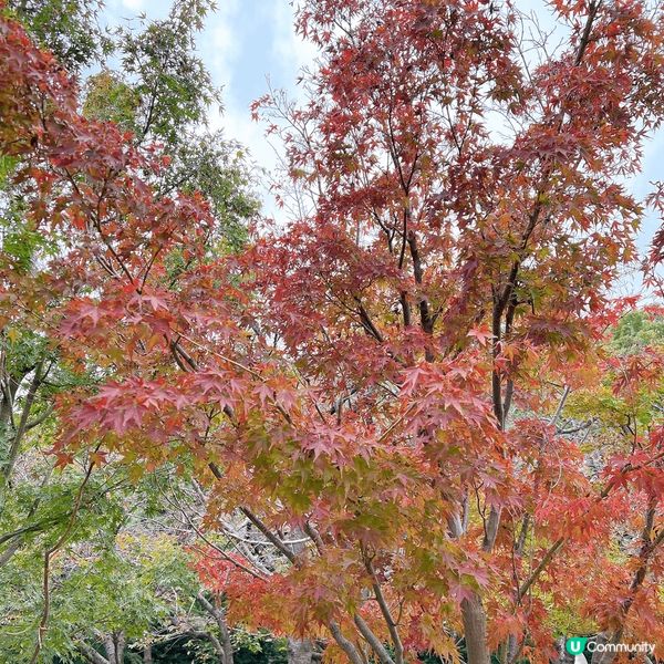 京都嘅風景美如畫，有幸可以係離開前睇到嘅楓葉，大阪美食多，就...