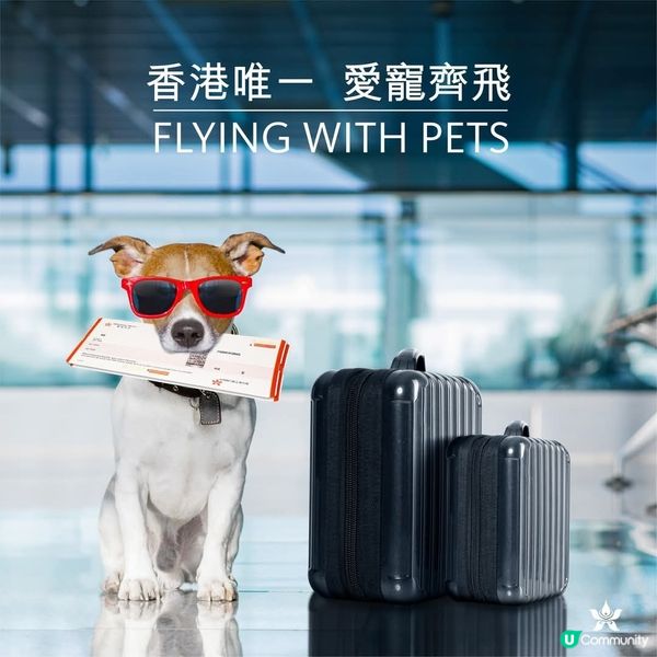 香港航空「愛寵齊飛」跟毛孩同機同艙涵蓋日本航綫