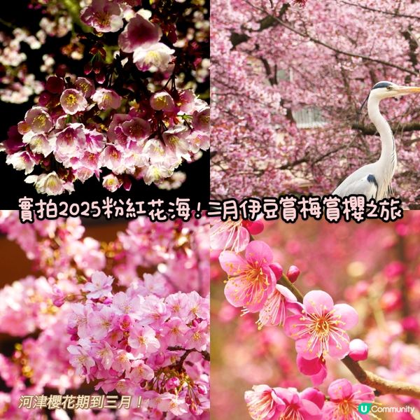 東京旅行順便去伊豆賞櫻🌸  