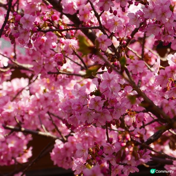 東京旅行順便去伊豆賞櫻🌸  