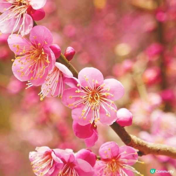 東京旅行順便去伊豆賞櫻🌸  
