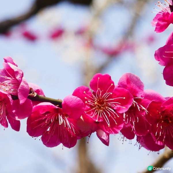 東京旅行順便去伊豆賞櫻🌸  
