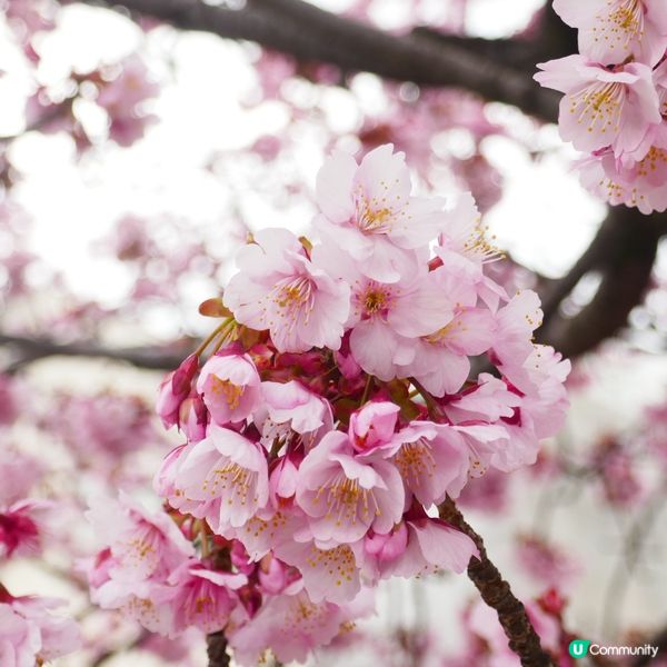 東京旅行順便去伊豆賞櫻🌸  
