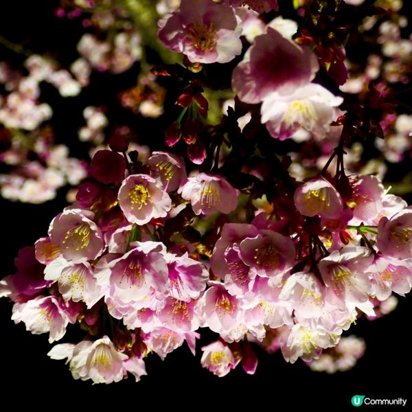 東京旅行順便去伊豆賞櫻🌸  