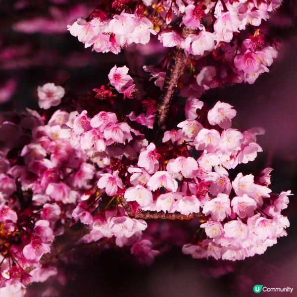東京旅行順便去伊豆賞櫻🌸  