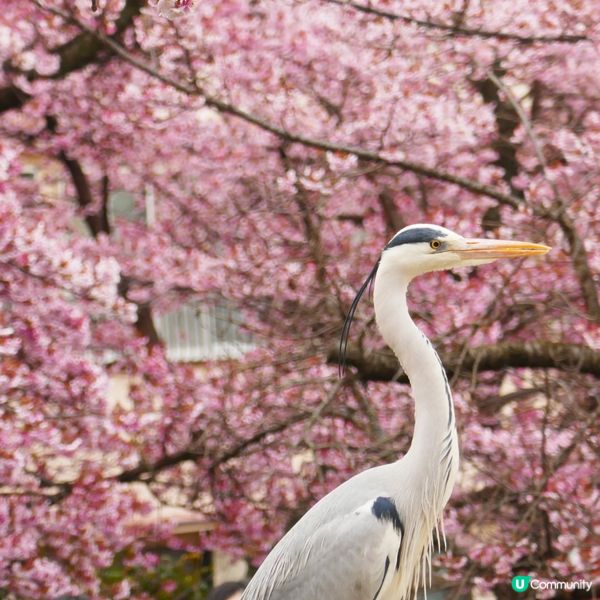 東京旅行順便去伊豆賞櫻🌸  