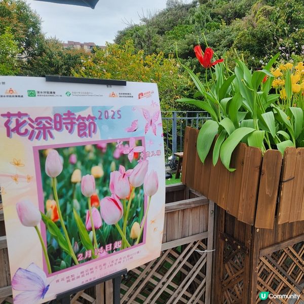 🌷花深時節@饒宗頤文化館 💚春季賞花好去處