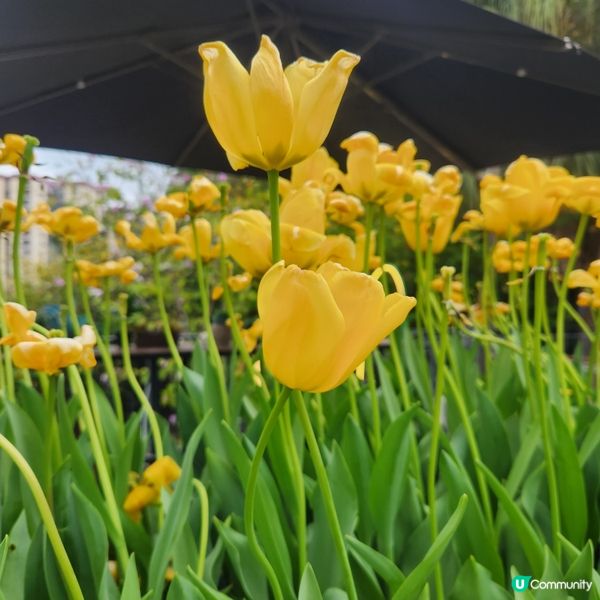 🌷花深時節@饒宗頤文化館 💚春季賞花好去處