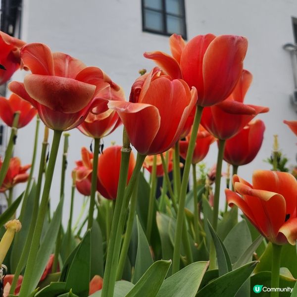 🌷花深時節@饒宗頤文化館 💚春季賞花好去處