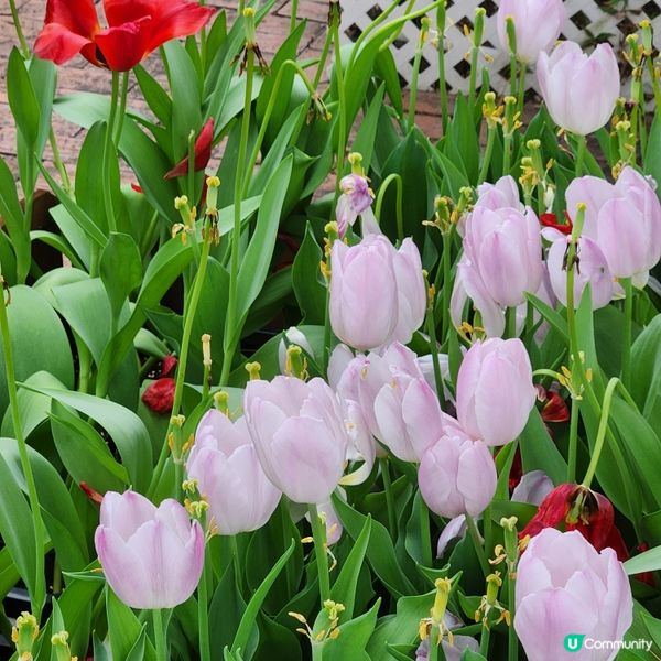🌷花深時節@饒宗頤文化館 💚春季賞花好去處