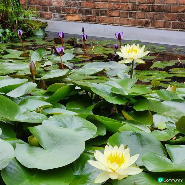 🌷花深時節@饒宗頤文化館 💚春季賞花好去處