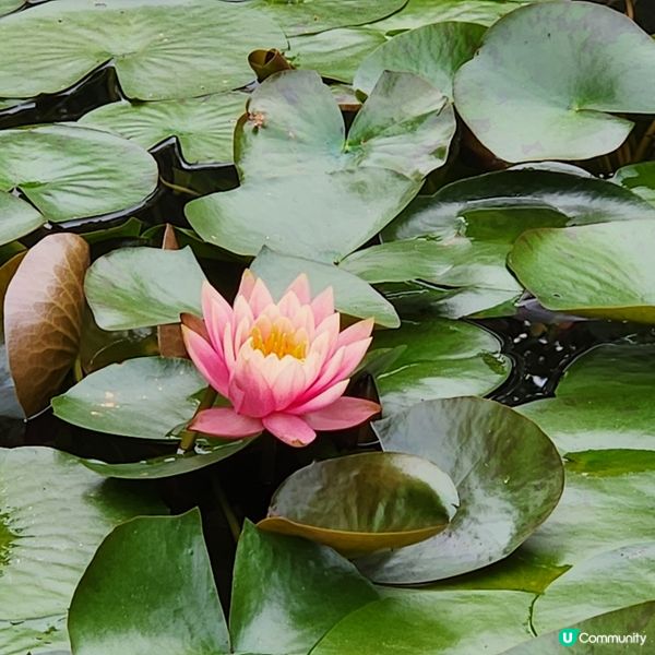 🌷花深時節@饒宗頤文化館 💚春季賞花好去處