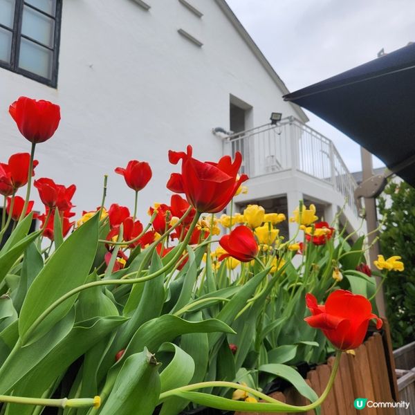 🌷花深時節@饒宗頤文化館 💚春季賞花好去處