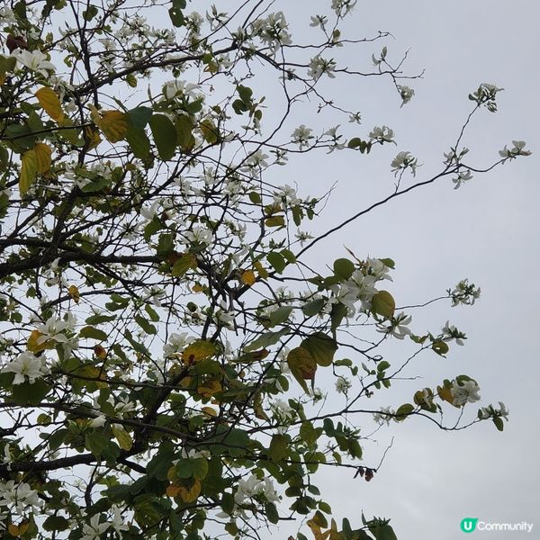 🌷花深時節@饒宗頤文化館 💚春季賞花好去處