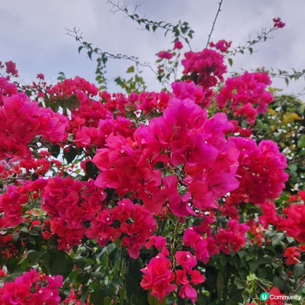 🌷花深時節@饒宗頤文化館 💚春季賞花好去處