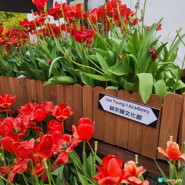 🌷花深時節@饒宗頤文化館 💚春季賞花好去處