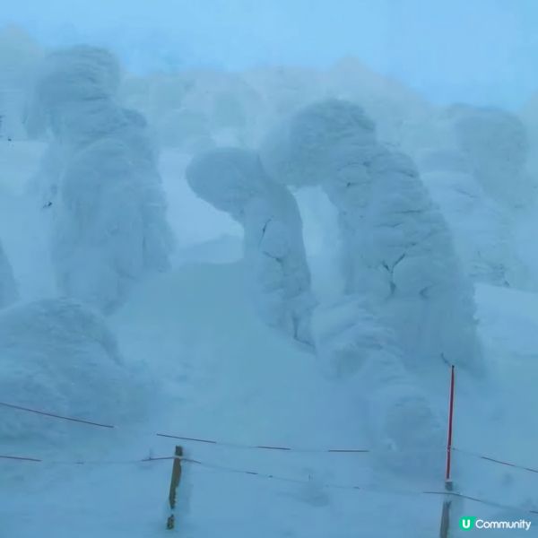 藏王樹冰❄️  留意雪怪出沒！🐾🐾🐾