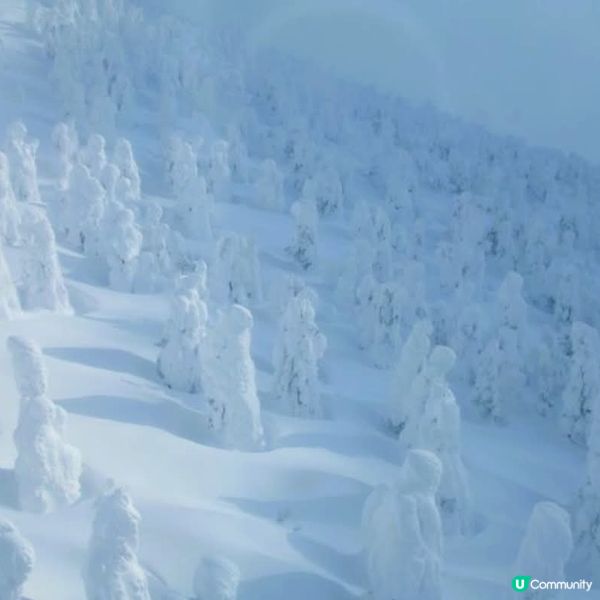 藏王樹冰❄️  留意雪怪出沒！🐾🐾🐾