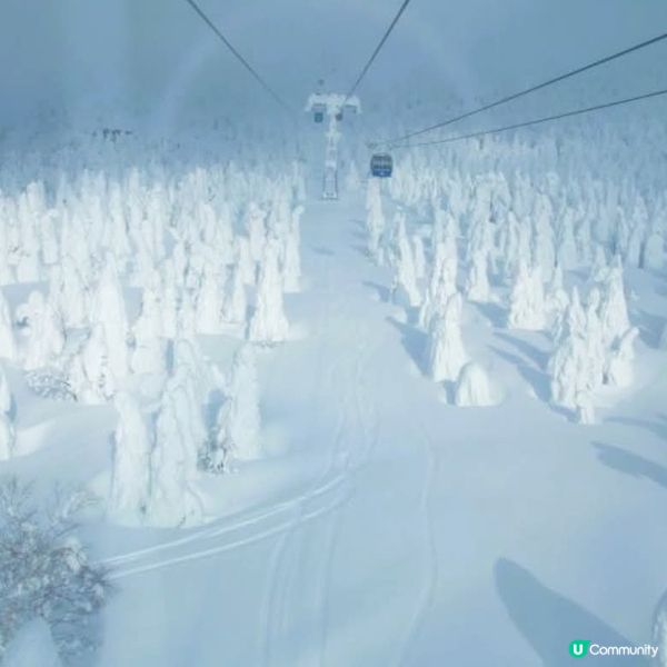 藏王樹冰❄️  留意雪怪出沒！🐾🐾🐾