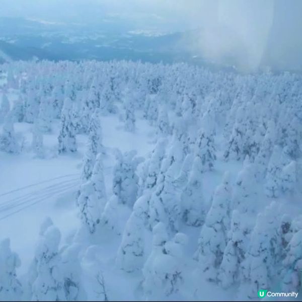 藏王樹冰❄️  留意雪怪出沒！🐾🐾🐾