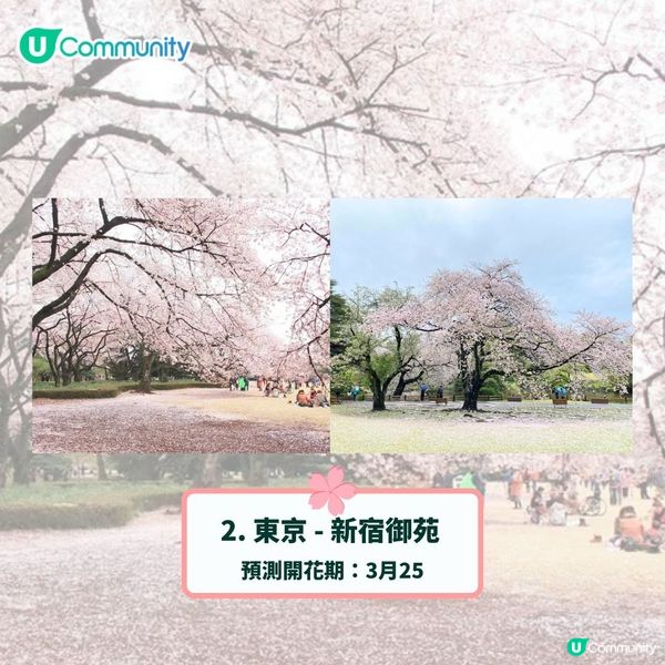 日本賞櫻攻略2025🌸最夢幻櫻花勝地10選 附最新開花預測❗