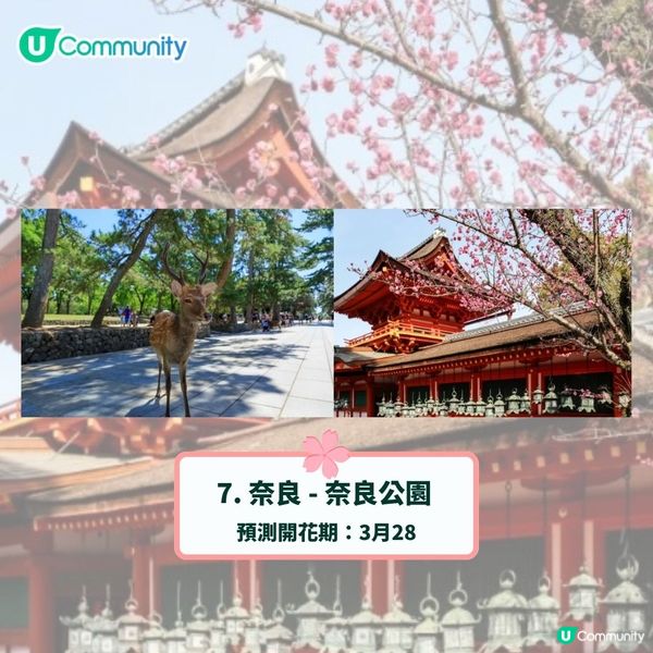 日本賞櫻攻略2025🌸最夢幻櫻花勝地10選 附最新開花預測❗