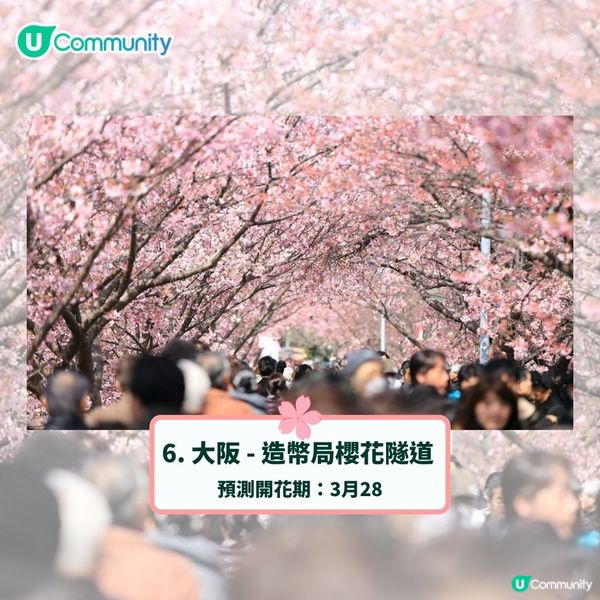 日本賞櫻攻略2025🌸最夢幻櫻花勝地10選 附最新開花預測❗