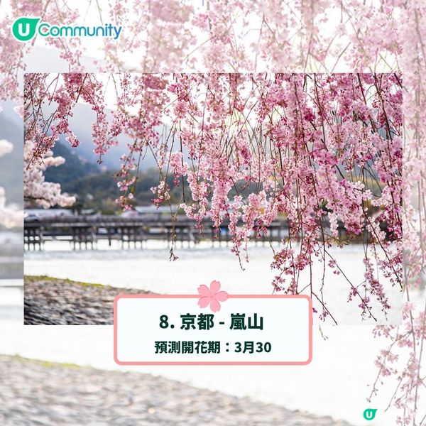 日本賞櫻攻略2025🌸最夢幻櫻花勝地10選 附最新開花預測❗