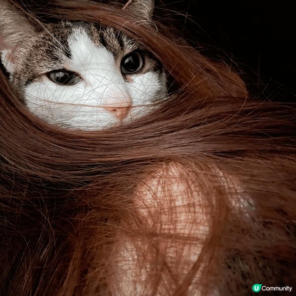 介紹番我嘅寶貝貓女兒- 雅咪 & Carpark ❤️❤️❤...