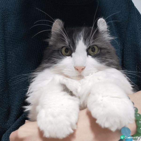 介紹番我嘅寶貝貓女兒- 雅咪 & Carpark ❤️❤️❤...