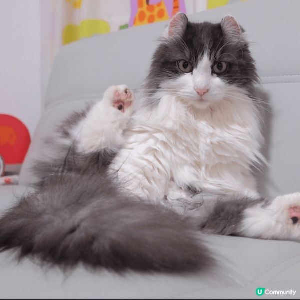 介紹番我嘅寶貝貓女兒- 雅咪 & Carpark ❤️❤️❤...