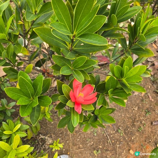 #UCreator#UCreator#打卡美食#打卡美食#好...