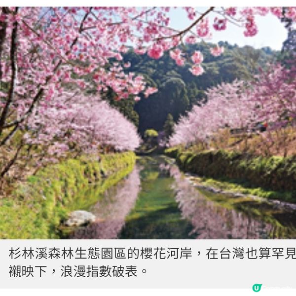初春遊台灣櫻林秘景 杉林溪 緋紅櫻岸花海漫淹