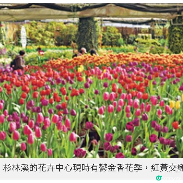 初春遊台灣櫻林秘景 杉林溪 緋紅櫻岸花海漫淹