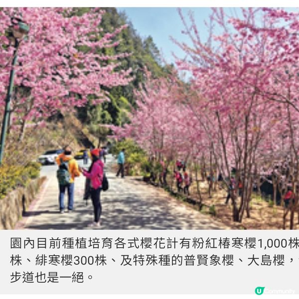 初春遊台灣櫻林秘景 杉林溪 緋紅櫻岸花海漫淹