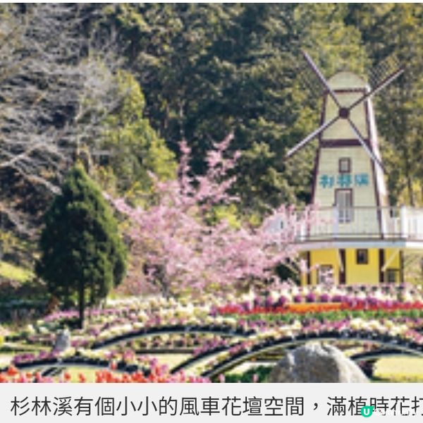 初春遊台灣櫻林秘景 杉林溪 緋紅櫻岸花海漫淹