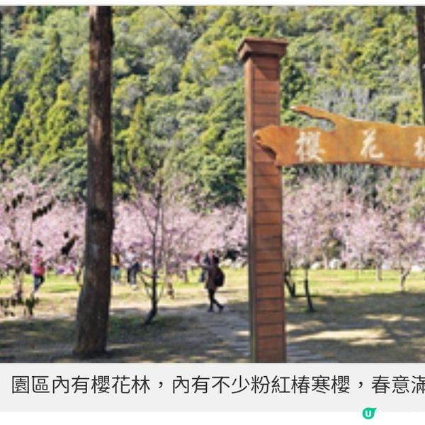 初春遊台灣櫻林秘景 杉林溪 緋紅櫻岸花海漫淹