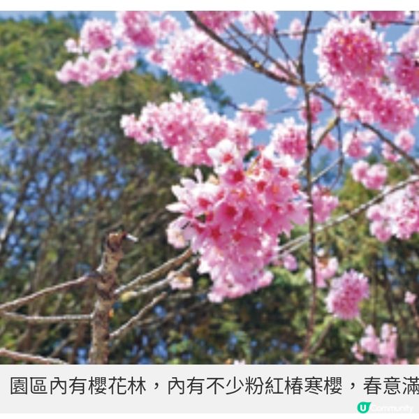 初春遊台灣櫻林秘景 杉林溪 緋紅櫻岸花海漫淹